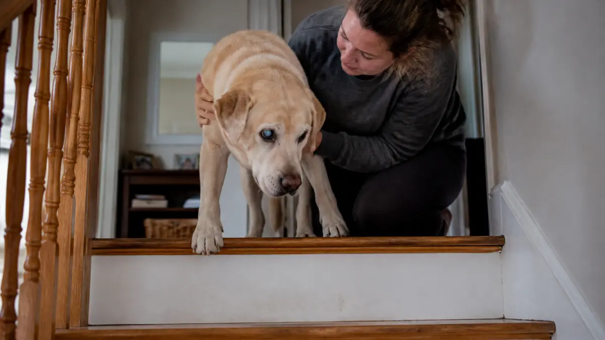 Cataracte chien : causes, symptômes, traitement (inchangé)