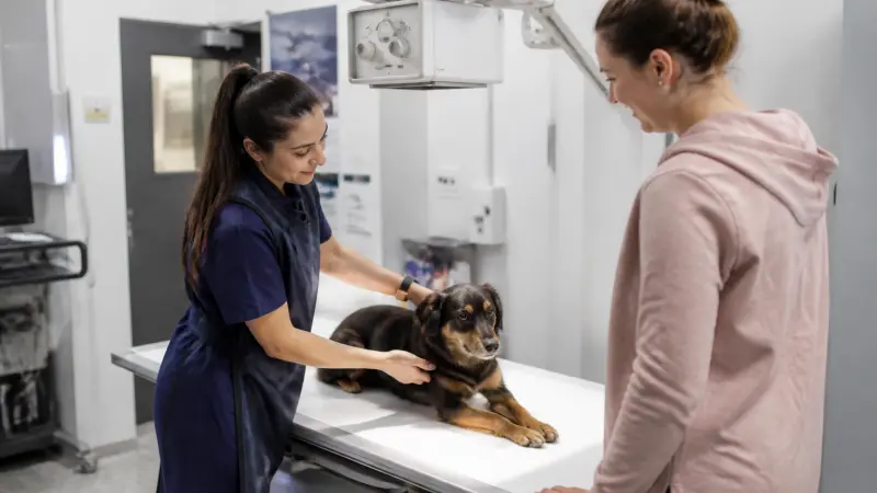 Radiographie chien : déroulement, prix et remboursement